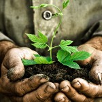 Man hands holding a green young plant